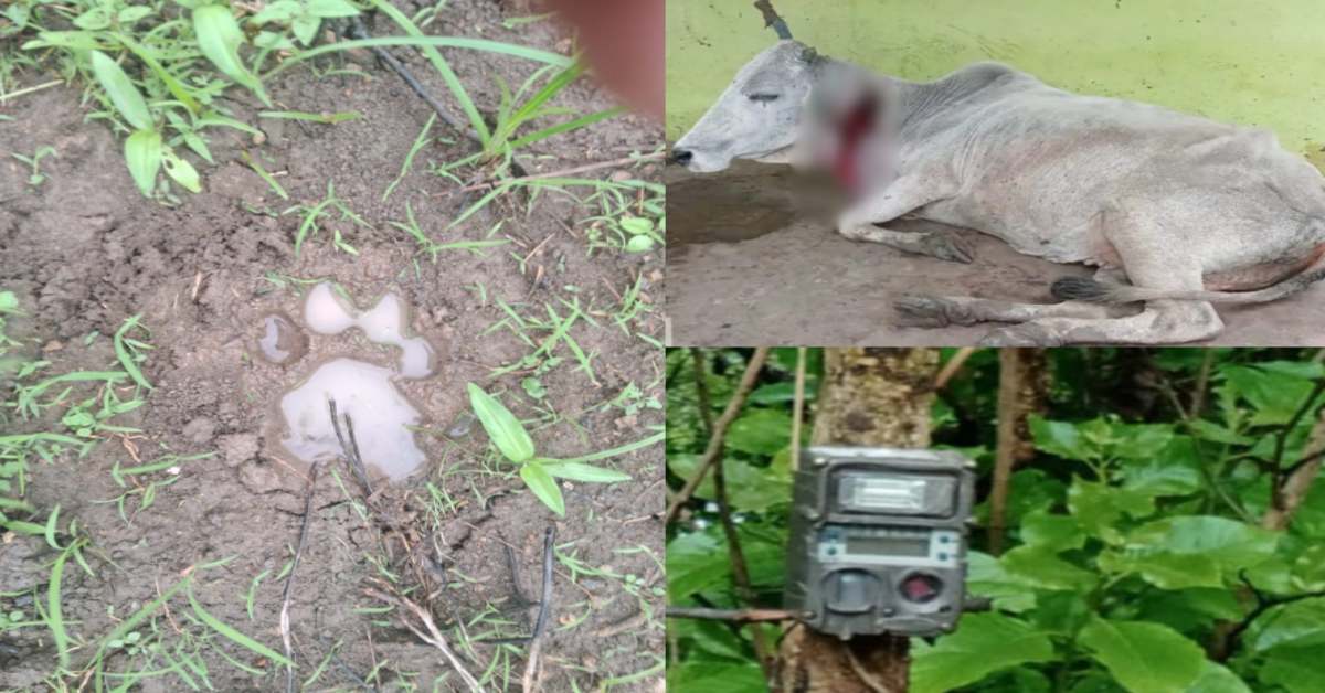 नर्मदापुरम में बाघ का मूवमेंट: गौशाला के पास गायों पर किया हमला, एक की मौत, एक घायल, ग्रामीणों में दहशत