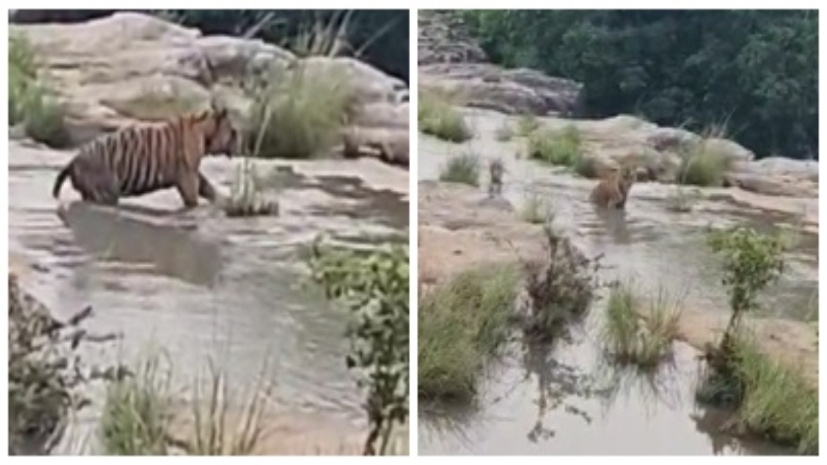 क्या सीन है… बाघ की अठखेलियों का Video वायरल, राहगीर हुए मंत्रमुग्ध