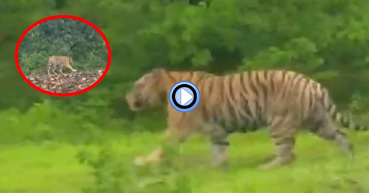 क्या आपने देखा है टाइगर का ‘रैंप वॉक’: मॉडल की तरह चहलकदमी करते दिखा बाघ, डर और रोमांच के बीच राहगीरों ने बनाया VIDEO