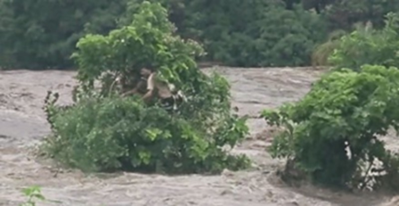 Rajasthan News: राजसमंद में स्कूल वैन पानी में फंसी, बच्चों और स्टाफ को NDRF ने सुरक्षित निकाला
