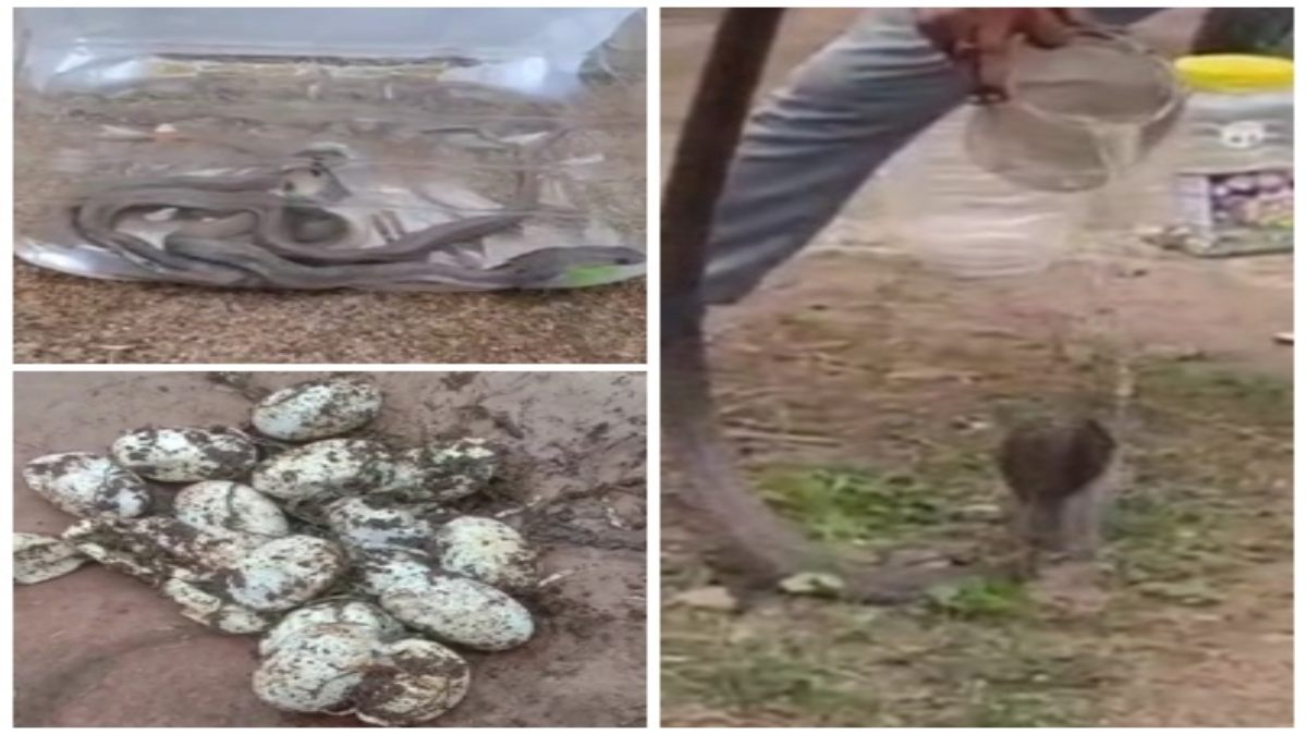 फर्श की खुदाई में मिले 25 बेबी कोबरा, दहशत में आया परिवार, स्नेक कैचर ने किया सुरक्षित रेस्क्यू , देखें Video   