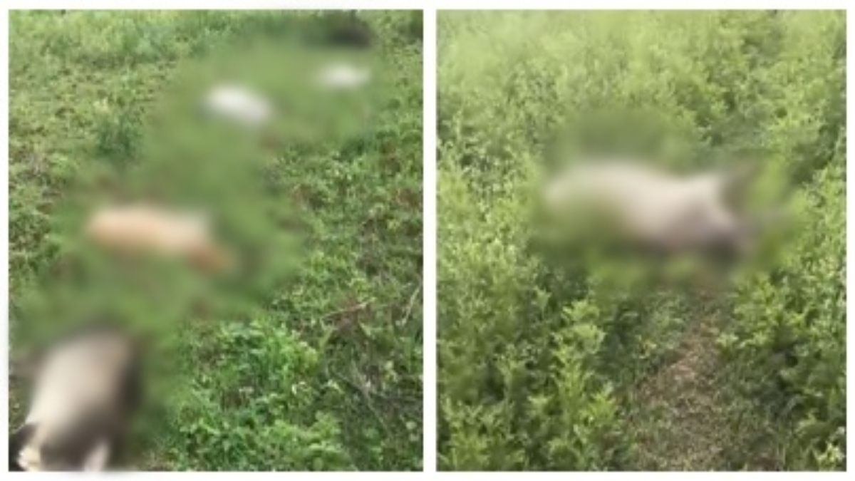 बिजली का तार टूटने से आधा दर्जन गौवंश की दर्दनाक मौत, बांस का पेड़ गिरने से हुआ हादसा  