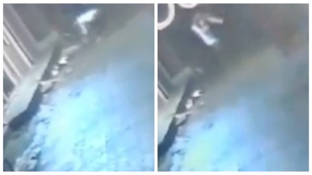 बेजुबान स्ट्रीट डॉग की बेरहमी से हत्या: आरोपी ने डंडे से पीट-पीटकर उतारा मौत के घाट, CCTV में कैद हुई क्रूरता