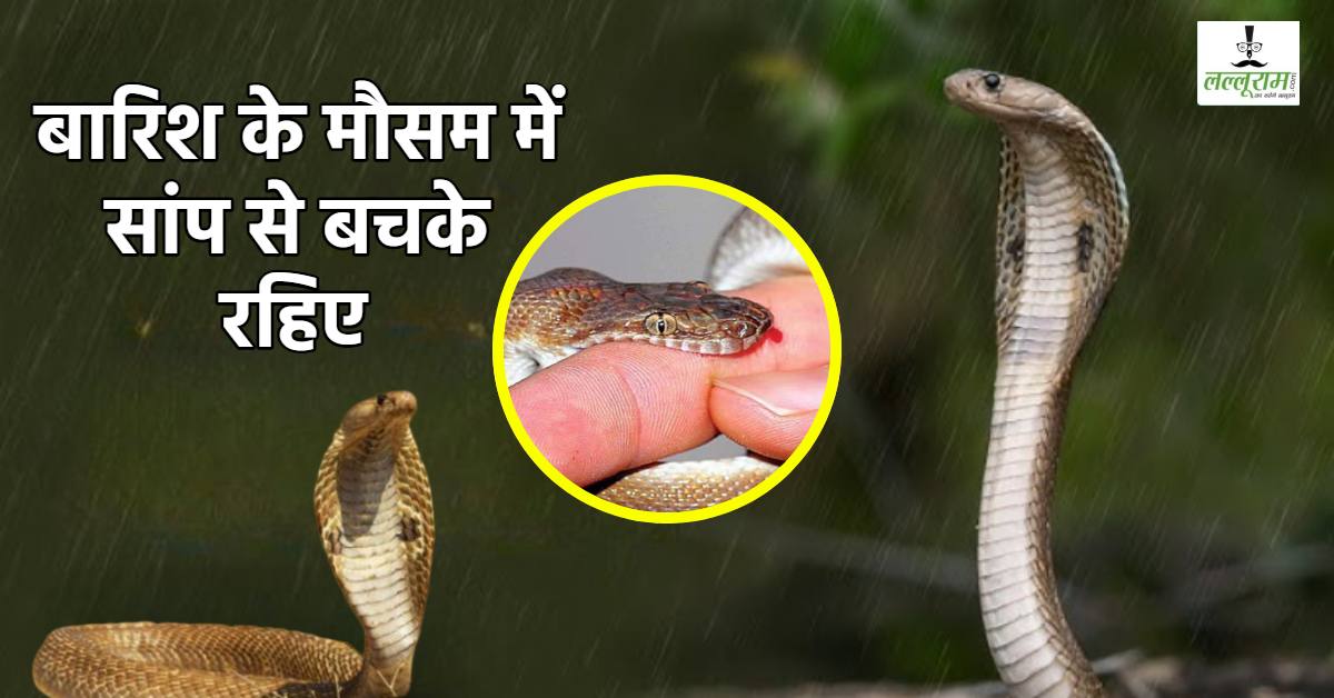 सांप के डसने पर घबराएं नहीं: घबराहट में तेजी से फैलता है जहर, स्वास्थ्य विभाग ने बारिश के मौसम में दी सावधानी बरतने की सलाह
