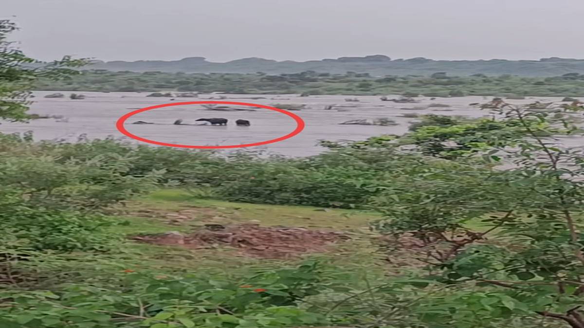नदी के टापू में फंसे दो दर्जन से अधिक मवेशी: प्रशासन बेखबर, जनप्रतिनिधियों ने उठाई रेस्क्यू की मांग