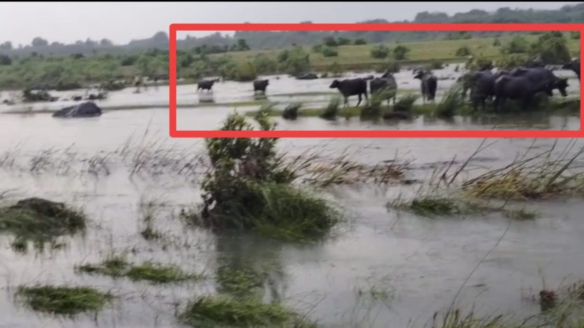 lalluram impact: प्रशासन ने बंद कराए बाणसागर डैम के गेट, सोन नदी के टापू से दर्जनों मवेशियों का सफल रेस्क्यू, ग्रामीणों ने लल्लूराम डॉट काम का जताया आभार