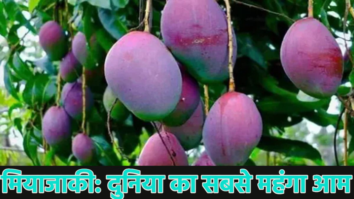 ‘दुनिया का सबसे महंगा आम’ हरियाणा पहुंचा, कीमत- ₹70 हजार/Kg, दावा- इसे खाने से कैंसर की ग्रोथ रुकती है