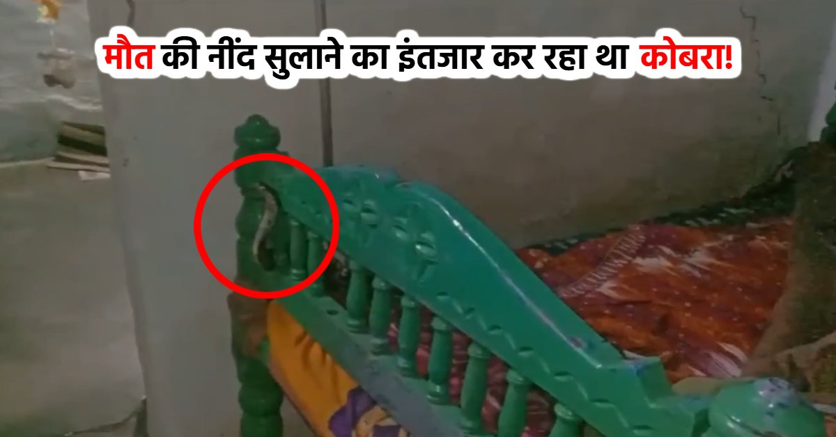 बिस्तर पर हुई हलचल, तकिया हटाकर देखा तो फुफकारते हुए बाहर निकला कोबरा, डर से कांपने लगे घरवाले, देखें वीडियो
