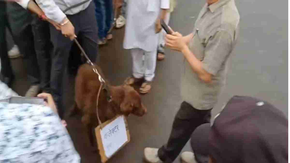 वकीलों ने कुत्ते को बनाया ‘कलेक्टर’: पट्टा पहनकर घुमाया, बताया भूमाफियाओं की कठपुतली, इस वजह से किया अनोखा प्रदर्शन