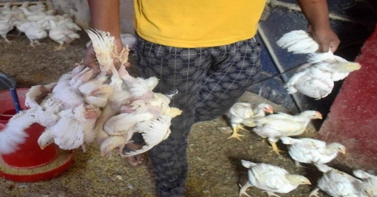 मांस, मछली और अंडा की बिक्री पर बैन: नगर निगम ने जारी किया आदेश, जानिए क्या है वजह