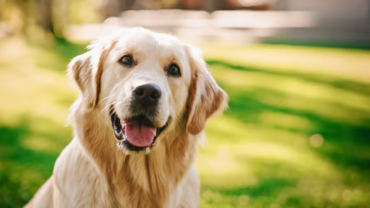 Pet Care Tips: बारिश में आपके पालतू जानवर की बिगड़ सकती है तबीयत, जानिए कैसे करें उनकी देखभाल…