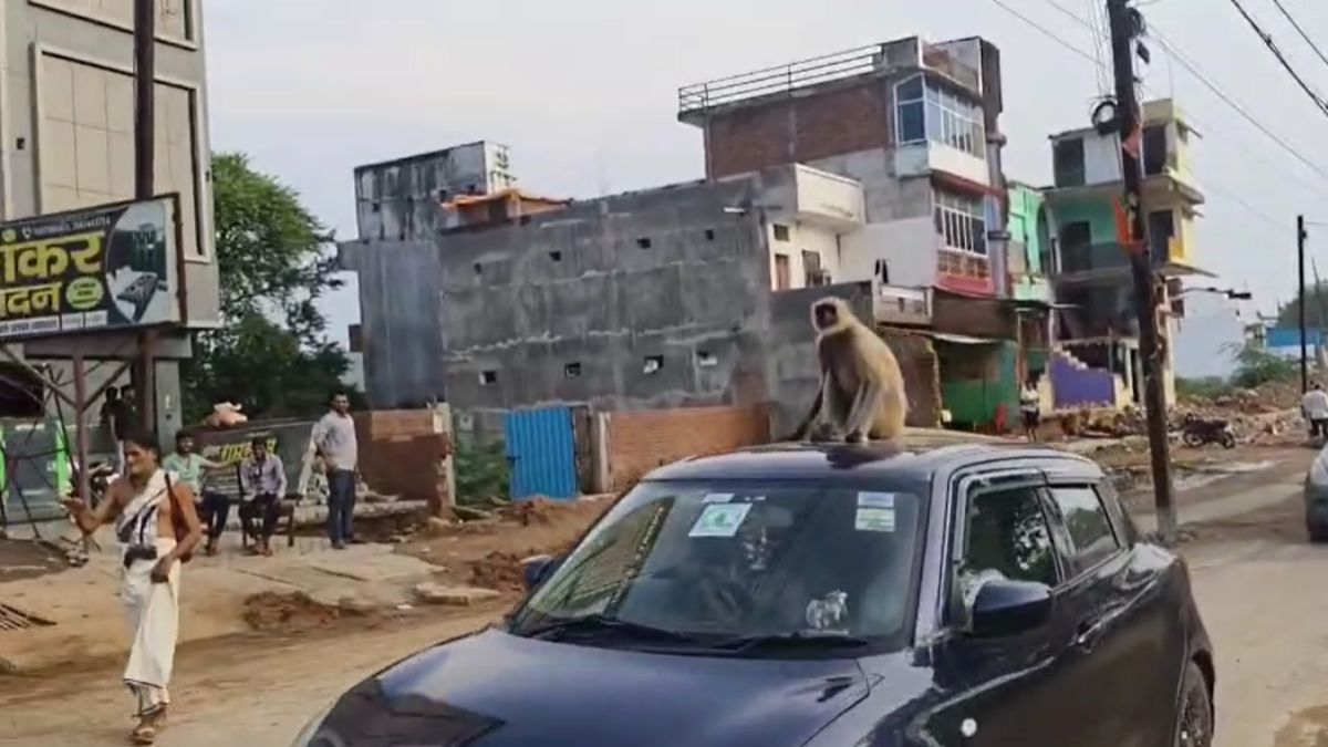 चित्रकूट में लंगूर ने किया शाही अंदाज में सफर: कार की छत पर बैठा, 2 किलोमीटर तक किया नगर का भ्रमण, वीडियो वायरल
