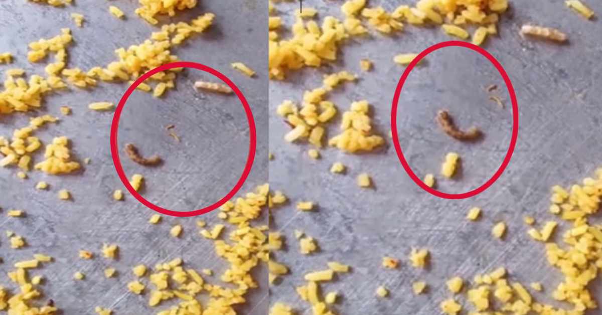 वाह रे UP सरकार! बच्चों को मिड-डे मील में परोसी गई कीड़े वाली खिचड़ी, आखिर मासूम जिंदगियों से कौन कर रहा खिलवाड़?