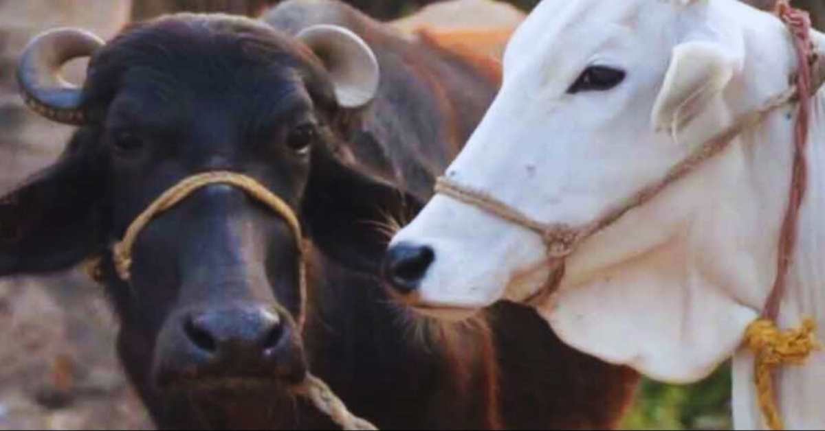 महिला तो महिला, अब जानवर भी… टेस्ट ट्यूब के जरिए बच्चे को जन्म देंगी गाय-भैंस, जानिए ये कैसे हुआ संभव…