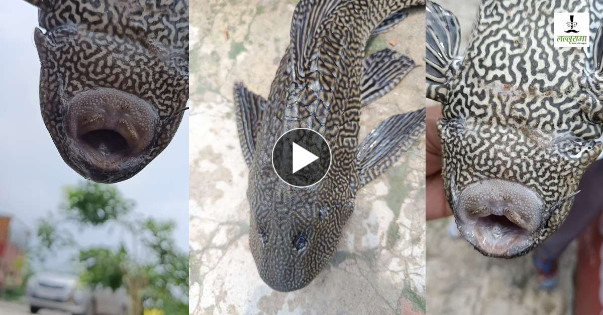 चार आंख वाली मछली! मेंढक की तरह उछल-कूद, घंटों पानी के बाहर रहना, ये है इस फिश की खासियत, देखने के लिए उमड़ी भीड़