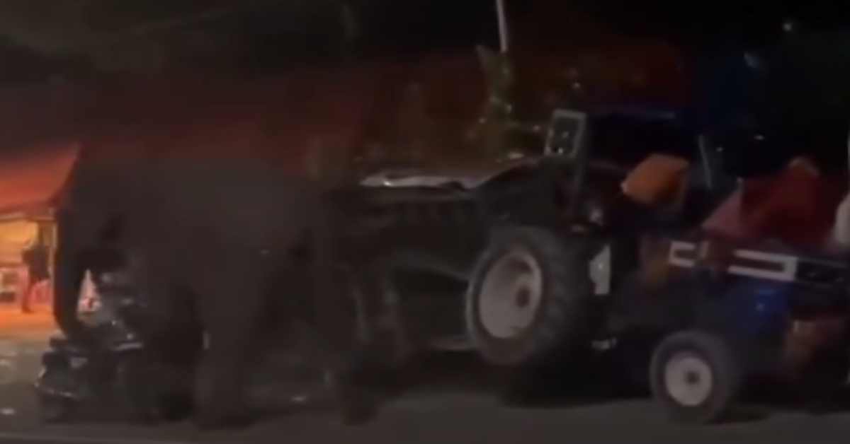 मेले में मौत से आमना-सामनाः DJ के शोर-शराबे के बीच हथिनी ने बच्चे के साथ दी आमद, सूंड़ से पलट दी कार, युवक का जो हाल हुआ…