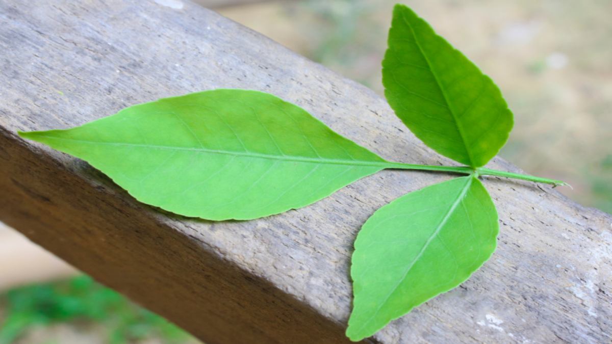 रोज खाली पेट करें बेलपत्र का सेवन, डायबिटीज से लेकर पाचन तक मिलेंगे कई फायदे