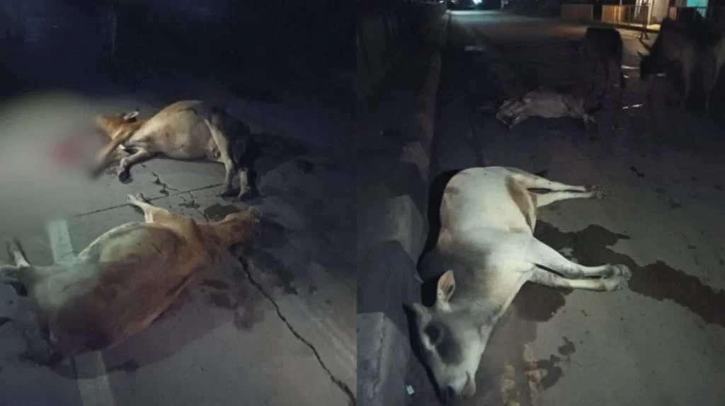 पशुओं को अब खुला छोड़ने पर पशु मालिकों को होगी सजा, जुर्माना भी लगेगा, सड़क हादसे में गायों की मौत के बाद जिला प्रशासन का बड़ा एक्शन