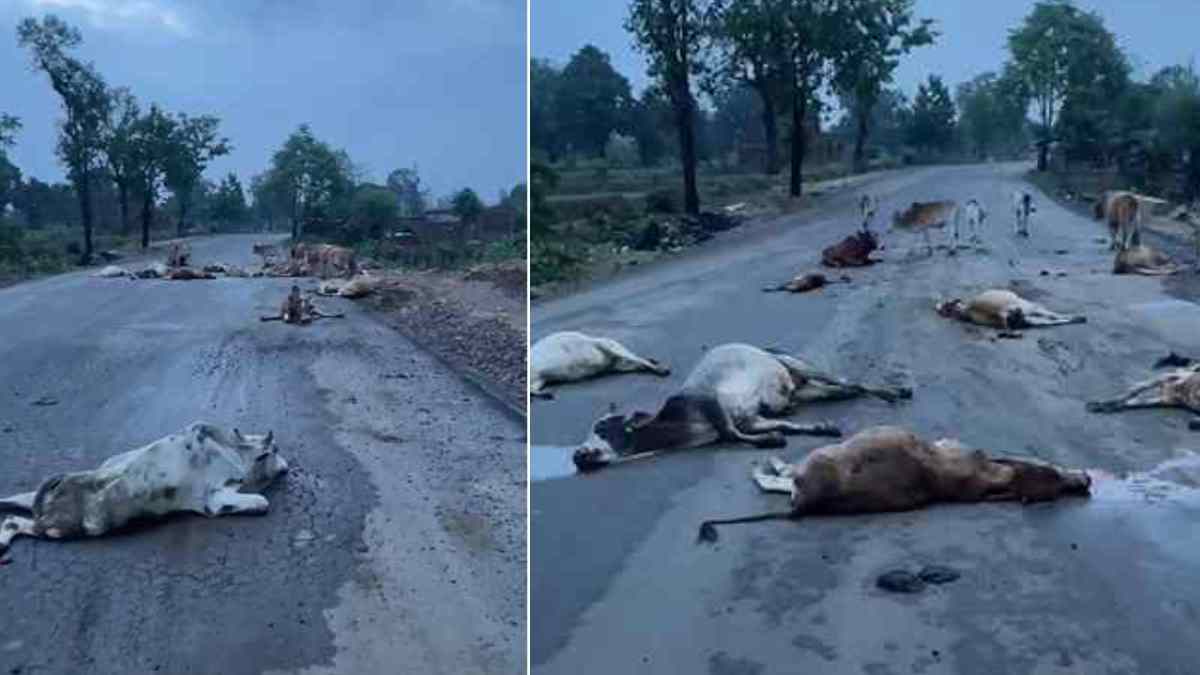 CG News : तेज रफ्तार वाहन ने सड़क पर बैठे मवेशियों को रौंदा, 17 गायों की मौत