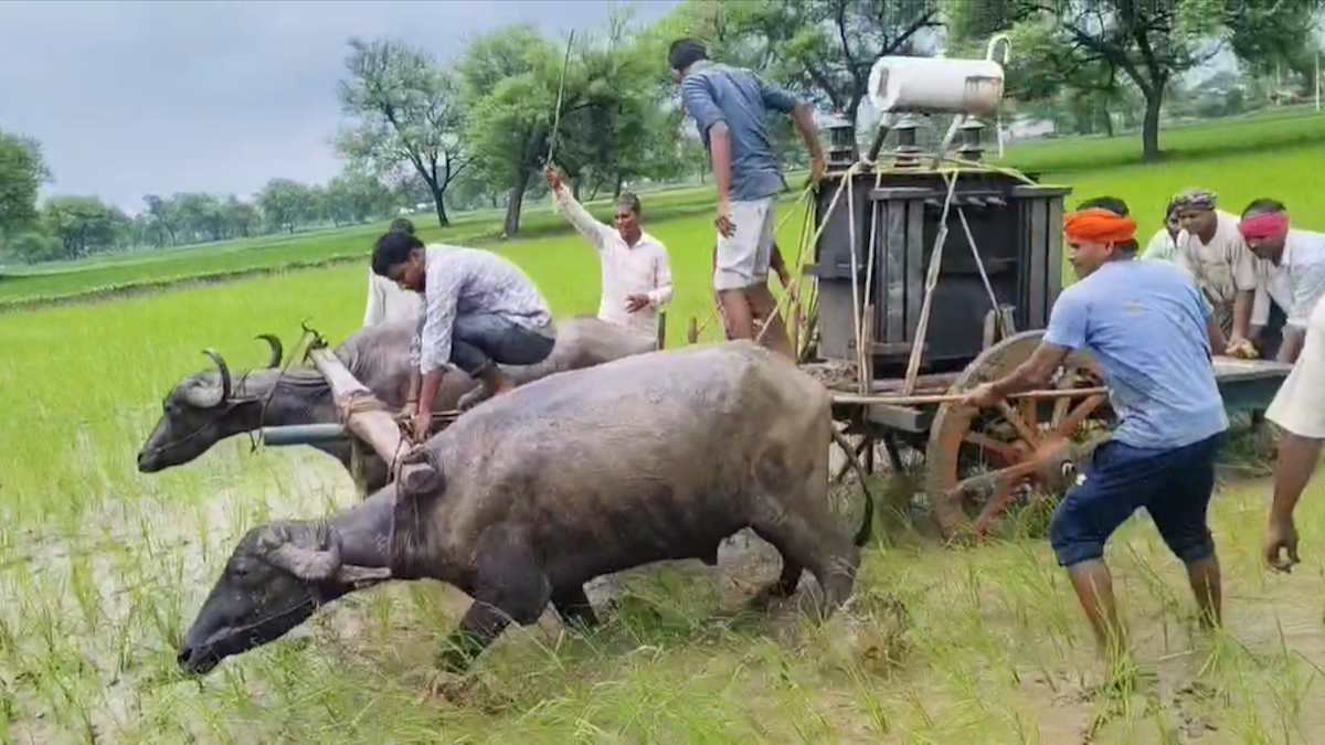 सिस्टम भैंस गाड़ी में… दो बार फेल हुआ ट्रांसफार्मर लगाने का प्रोग्राम, एक माह से अंधेरे में गांव, देखिए VIRAL VIDEO