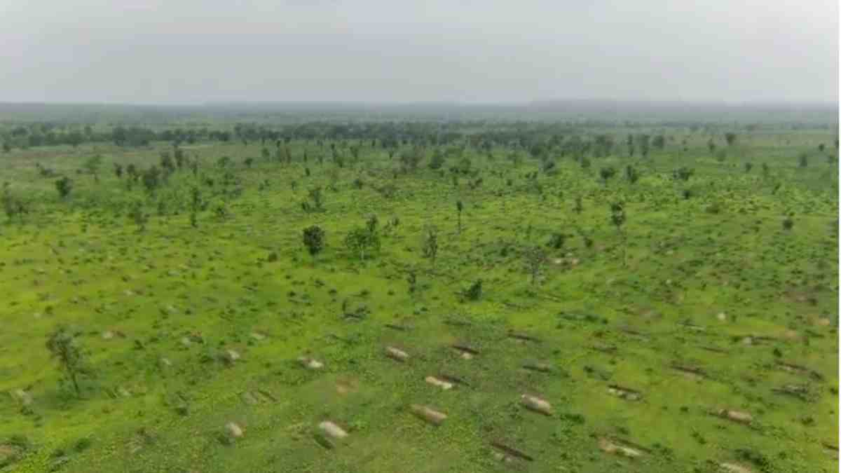 खंडवा में अतिक्रमणकारियों से मुक्त कराई 2130 हेक्टेयर जमीन, वन विभाग ने पौधारोपण कर फिर बनाया जंगल, अब हरियाली बरकरार रखने वॉच टावर और ड्रोन कैमरे से हो रही निगरानी