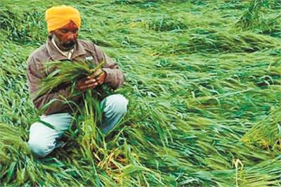 बठिंडा : भारी बारिश से मौर क्षेत्र में डूबी फसलें, किसानों को लाखों का नुकसान, मुआवजे की मांग