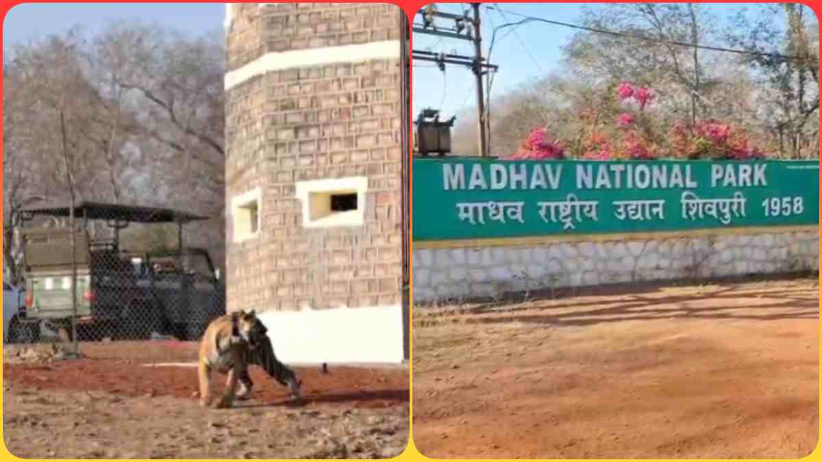 टाइगर रिजर्व की मादा बाघ 6 महीने से गायब, शिकार की आशंका, विधायक ने विधानसभा में लगाया सवाल