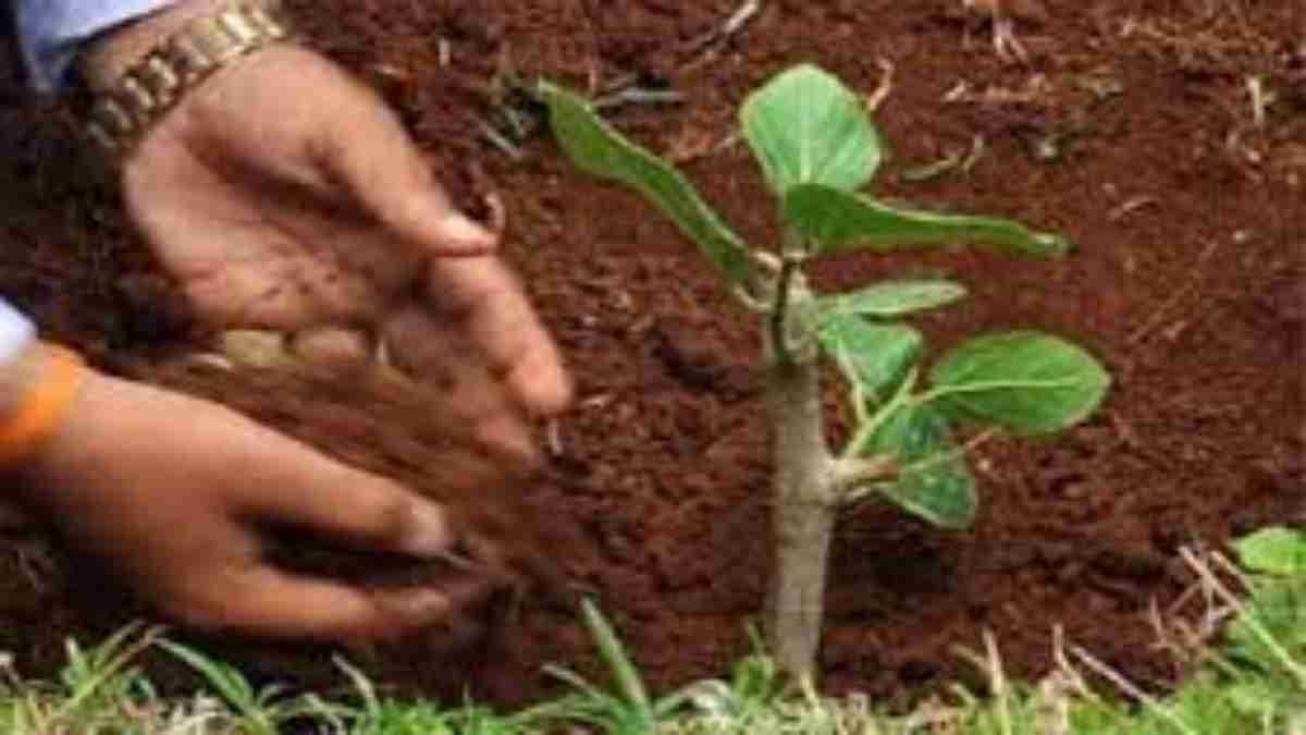 MP में अब ‘पौधा घोटाला’! उद्यान शाखा ने 3 महीने में की 8 लाख 26 हजार की खरीदी, पूर्व अधिकारी के फर्म के सभी 9 कोटेशन पास