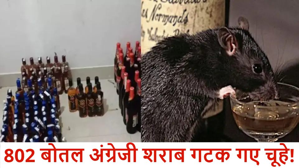 802 बोतल अंग्रेजी शराब गटक गए चूहे! इस राज्य में शराब नीति लागू होने से पहले सामने आया बड़ा घोटाला