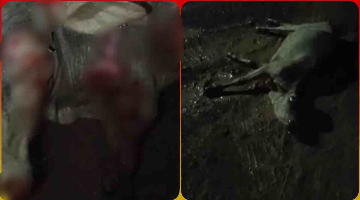 MP में क्रूरता की हदें पार: जिंदा गाय को रिक्शा में बांधकर घसीटता रहा ड्राइवर, लहूलुहान हालत में लोगों ने किया रेस्क्यू