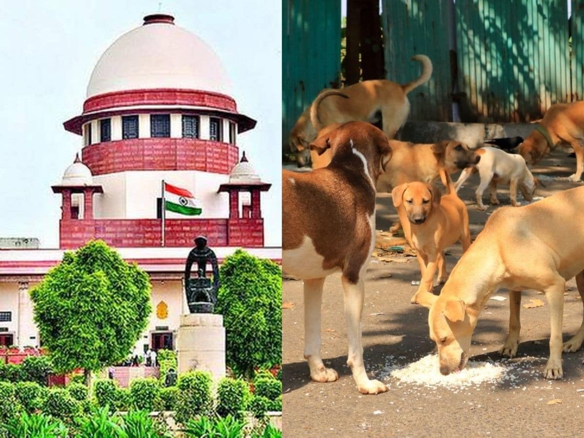 पशु प्रेमी ने SC में याचिका दायर करते हुए कहा- मोहल्ले वाले आवारा कुत्तों को खाना नहीं देने देते… तो कोर्ट बोला- “आप उन्हें अपने घर में खाना क्यों नहीं देते?”