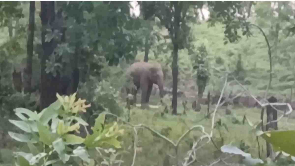 CG NEWS: गांव में घुसा 30 से 35 हाथियों का दल, दहशत  में ग्रामीण…