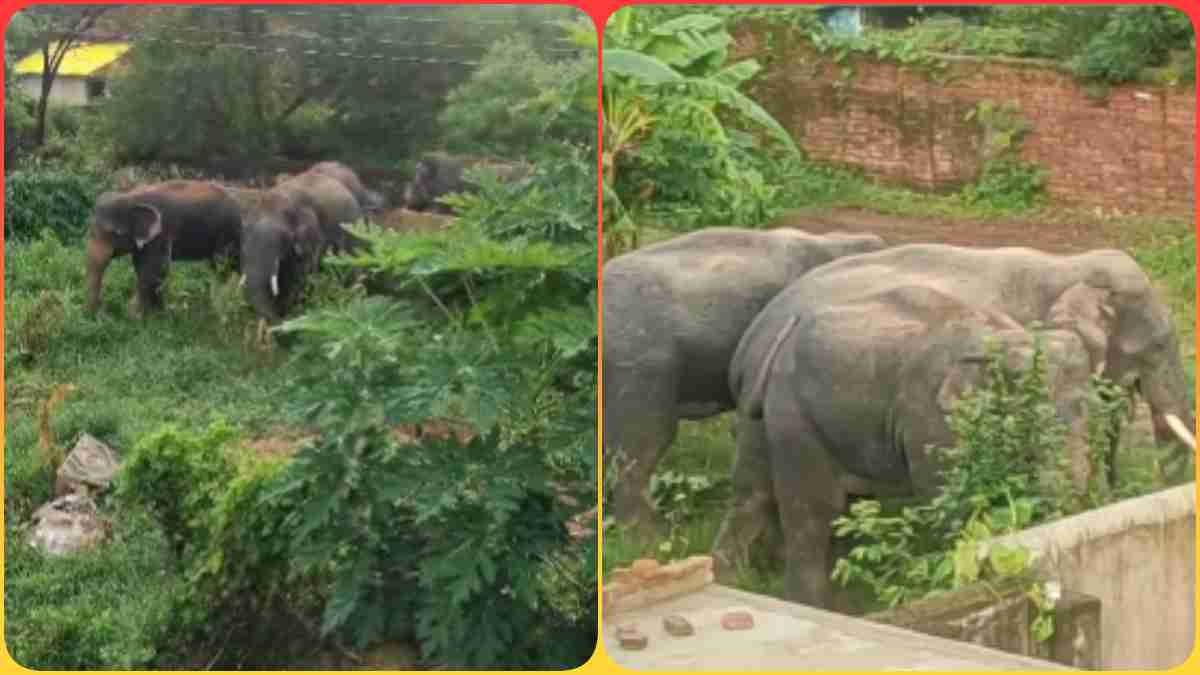 शहडोल में नहीं थमा हाथियों का आतंक: गांव में की तोड़-फोड़, घरों में कैद हुए ग्रामीण