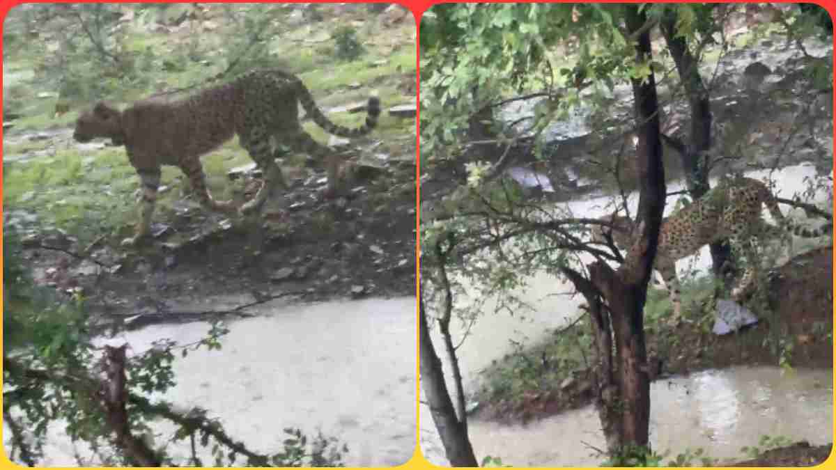 कूनो नेशनल पार्क छोड़ सैर पर निकली ज्वाला, सड़क किनारे 2 चीतों के साथ बारिश का लिया आनंद, तभी आ गई बस और फिर…, देखें Video