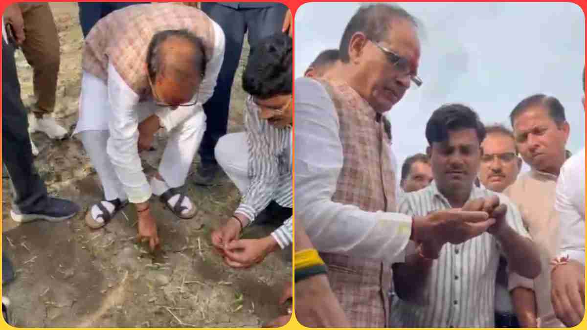 नकली बीज की शिकायत पर सख्त हुए शिवराज: किसान के खेत पहुंचकर की जांच, कीटनाशक के खिलाफ कानून बनाने की कह दी बात