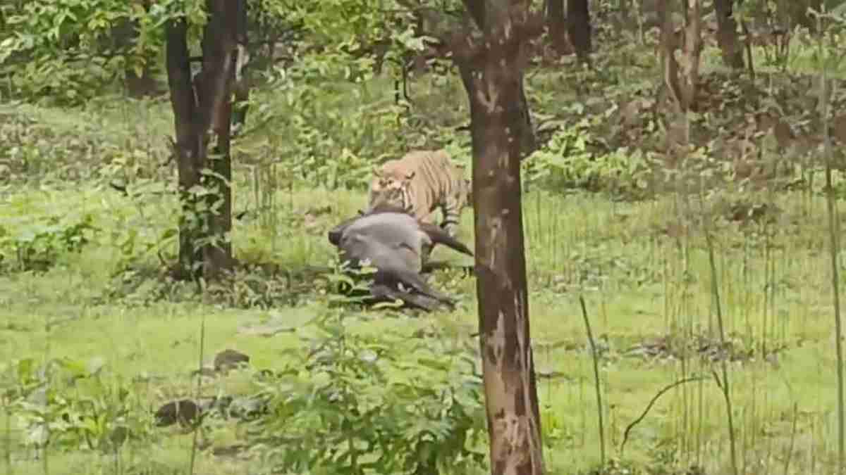 बाघ ने किया बैल का शिकार: घसीटकर जंगल में ले गया, देखें दिल दहलाने वाला Video