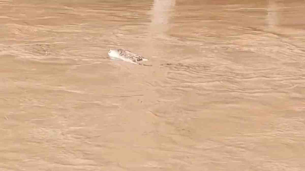 नदी में बहा बाघ का शव: कान्हा टाइगर रिजर्व की टीम अलर्ट मोड पर, SDERF को दी सूचना