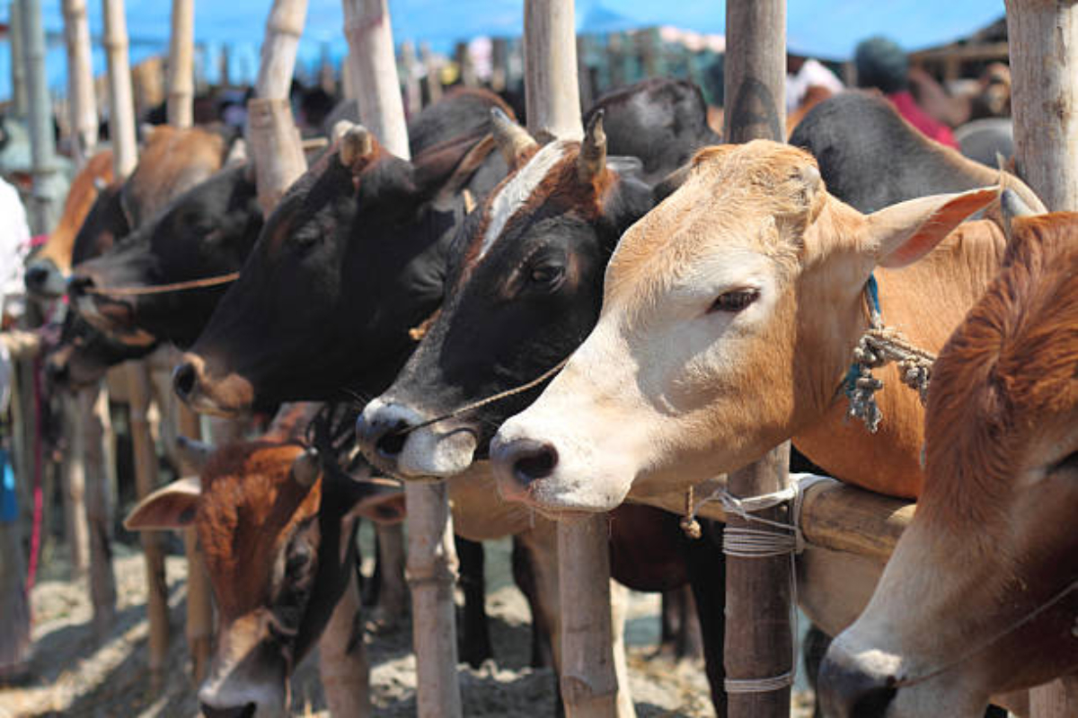 ओडिशा उच्च न्यायालय ने ओडिशा सरकार को गोहत्या अधिनियम को सख्ती से लागू करने का दिया निर्देश