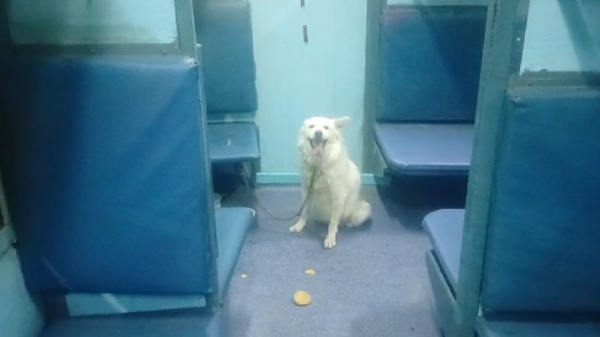 अजब-गजब बिहार! ट्रेन में VIP की तरह सवार हुआ कुत्ता, 35 मिनट तक रुकी रही सवारी गाड़ी! एक यात्री को किया जख्मी