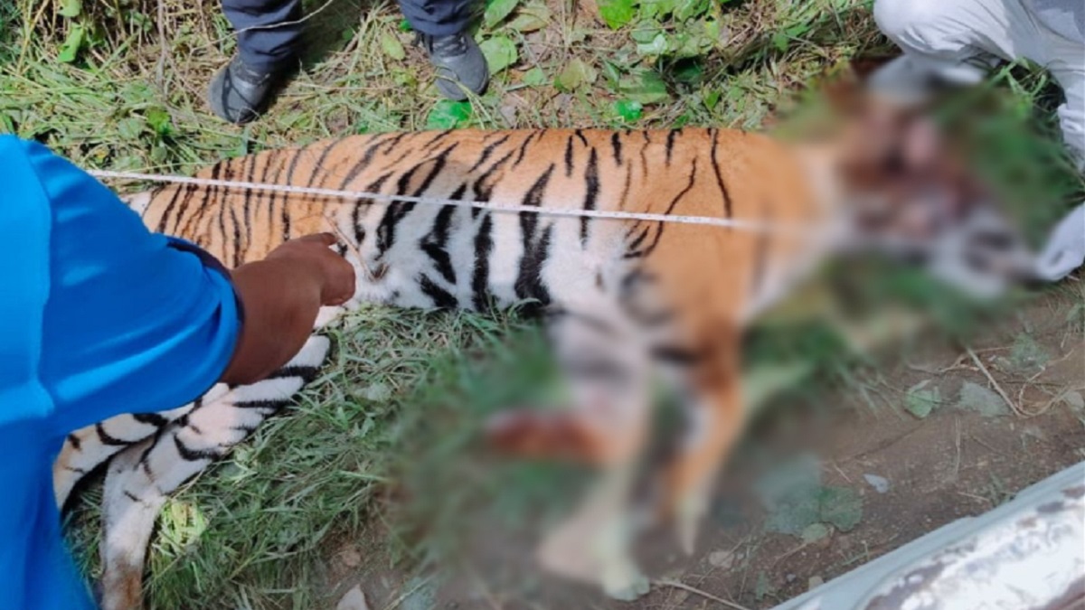 वर्चस्व युद्ध ने ले ली जान! वाल्मीकि टाइगर रिजर्व के पास मिली बाघिन की लाश, सिर और गले पर मिले गहरे घाव