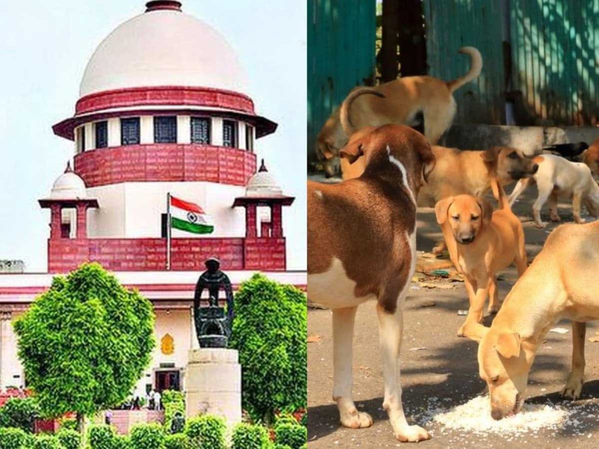 दिल्ली-NCR में आवारा कुत्तों का मामला; आज सुप्रीम कोर्ट की स्पेशल बेंच करेगी सुनवाई, पुराने जज इसमें नहीं होंगे शामिल