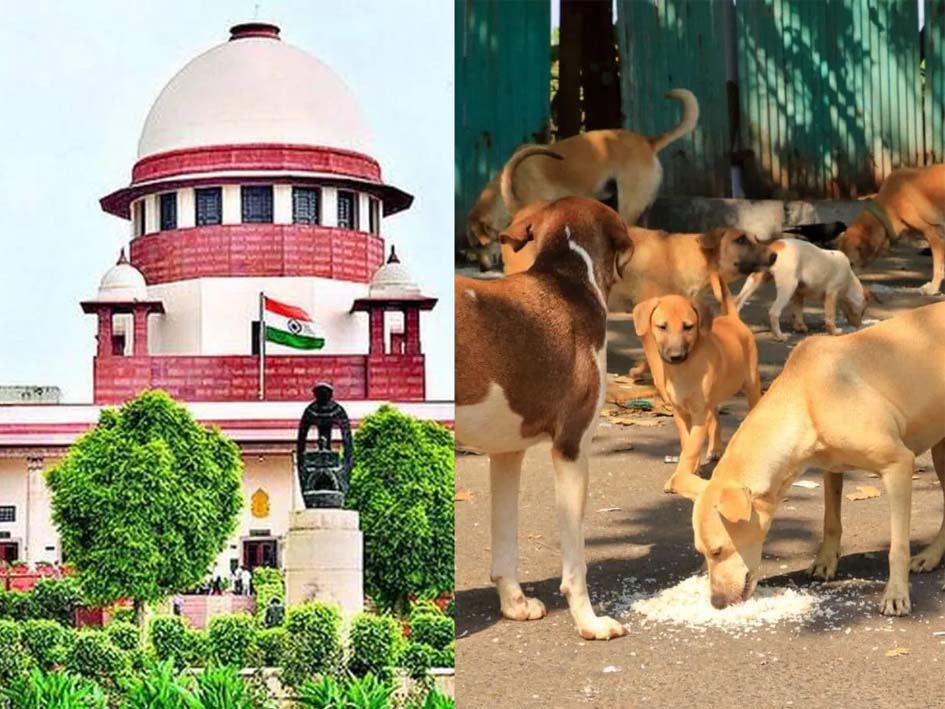 इस फैसले को रोक दीजिए मीलॉर्ड; सुप्रीम कोर्ट ने दिल्ली के आवारा कुत्तों पर MCD की अधिसूचना पर सुनवाई से किया इनकार
