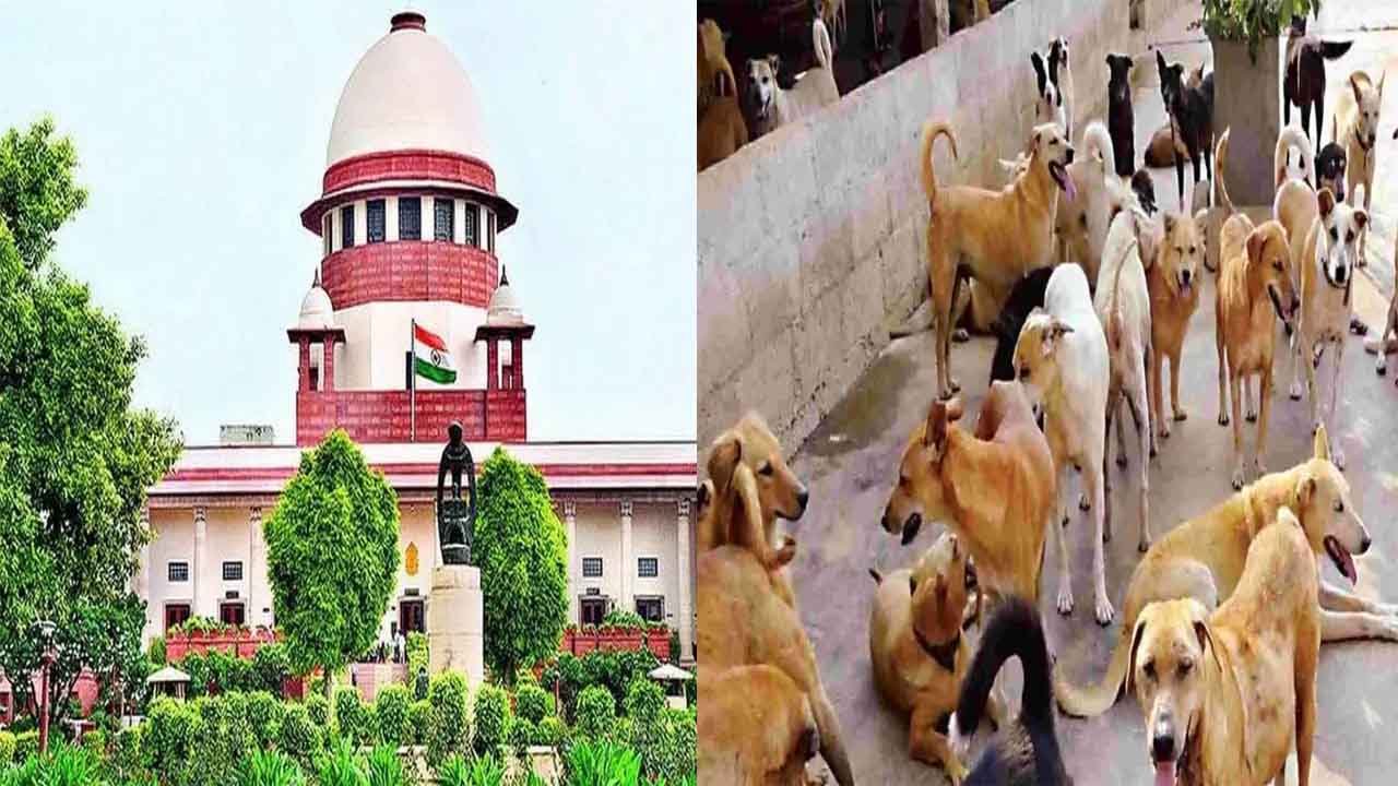 दिल्ली के आवारा कुत्तों ने सुप्रीम कोर्ट को चिंता में डाला, 8 सप्ताह के भीतर सभी को पकड़कर ‘डॉग शेल्टर’ में शिफ्ट करने का दिया आदेश