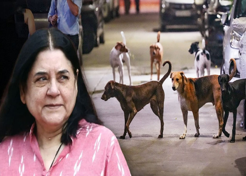 आवारा कुत्तों पर सुप्रीम कोर्ट के फैसले का मेनका गांधी ने किया स्वागत, बोलीं- मैं बहुत खुश हूं, राहुल गांधी सहित कई नेताओं ने की तारीफ