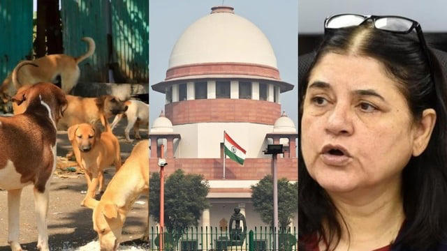 सुप्रीम कोर्ट के आवारा कुत्तों पर आदेश पर मेनका गांधी ने उठाए सवाल, कहा-‘3 लाख कुत्तों के लिए, क्या दिल्ली के पास इतना…’