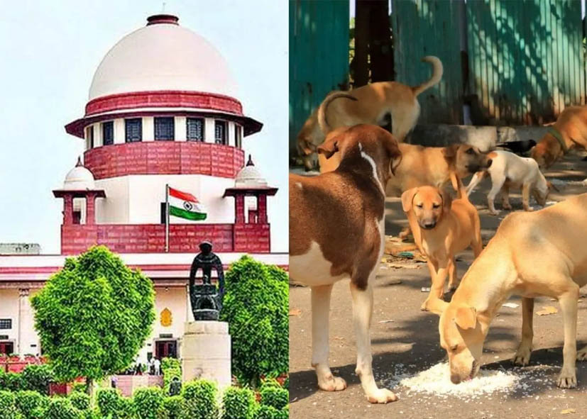 सुप्रीम कोर्ट का बड़ा फैसला; आवारा कुत्तों को वापस छोड़ने पर लगी रोक हटाई, कहा- सार्वजनिक जगह पर खाना नहीं दें