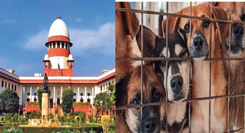 आवारा कुत्तों पर SC की स्पेशल बेंच ने फैसला सुरक्षित रखा; सॉलिसिटर जनरल बोले- नसबंदी से रेबीज नहीं रुकता