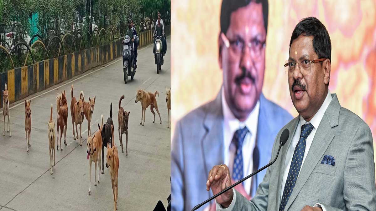दिल्ली-NCR में आवारा कुत्तों को हटाने के आदेश पर वकील की दलील सुनकर CJI गवई, बोले- ‘जीवों के प्रति करूणा होनी चाहिए, यह केस मैं देखूंगा’