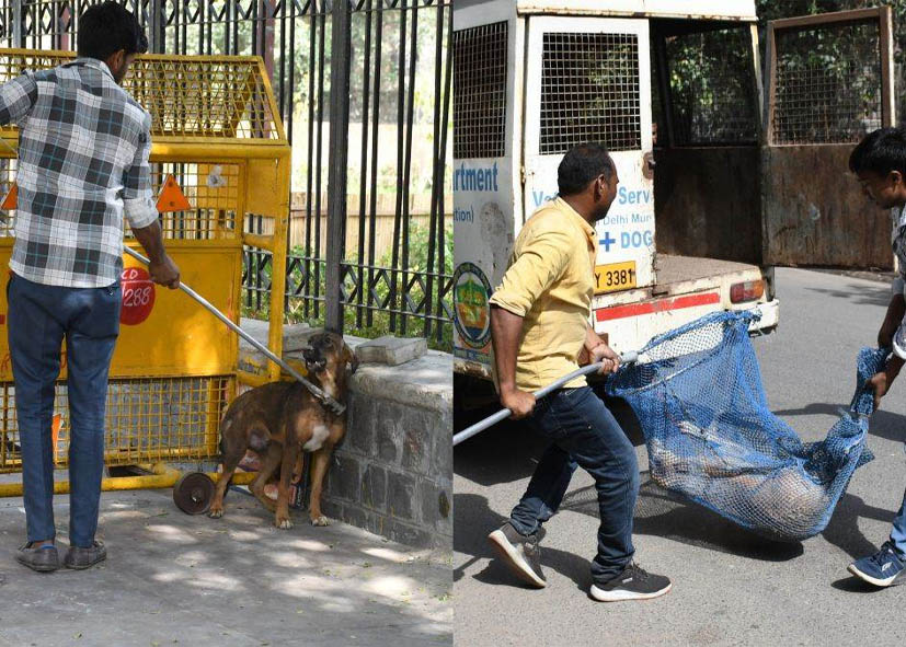 दिल्ली में आवारा कुत्तों को लेकर MCD ने उठाया बड़ा कदम, 12 जोन में बनेंगे शेल्टर, हेल्पलाइन नंबर भी शुरू करेगी