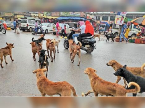 नसबंदी, माइक्रोचिप और शेल्टर प्लान… दिल्ली में आवारा कुत्तों के आतंक से निपटने सरकार की तैयारी तेज, CM रेखा गुप्ता ने लिया फैसला